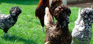 Description et histoire d'origine des poulets de race Padoue, règles d'entretien et de soins