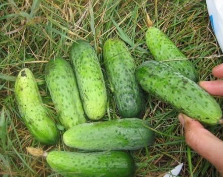 Description of the cucumber variety Finger, cultivation and care