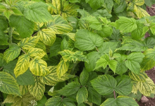 How can you treat raspberries from pests during flowering and fruiting?