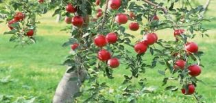 Selection of the optimal soil for planting an apple tree: we determine the acidity and alkalinity, what kind of soil is needed