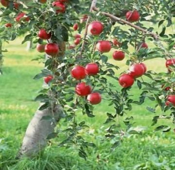 Odabir optimalnog tla za sadnju stabla jabuke: određujemo kiselost i lužinu, kakvo je tlo potrebno