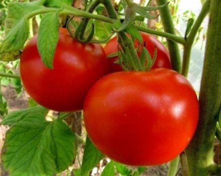 Caractéristiques et description de la variété de tomate Irina, son rendement