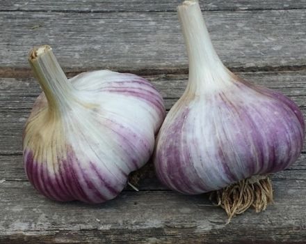 Description of the Alkor garlic variety, features of cultivation and care