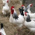 Caractéristiques et description de la race de poulets Adler Silver, leur contenu