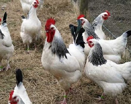 Characteristics and description of the Adler Silver breed of chickens, their content