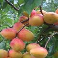 Description of the apricot variety Triumph Severny and the history of selection, planting and care