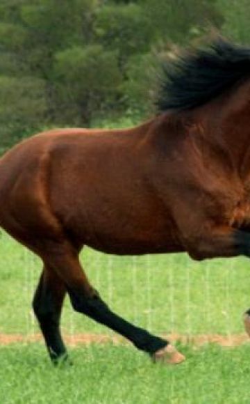 L'histoire de l'émergence de la couleur de la baie des chevaux, description et variétés de couleur