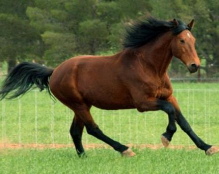 La historia de la aparición de los caballos bayos, descripción y variedades de color.