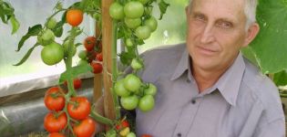 Description of the tomato variety Unique Kulchitsky, features of cultivation and care