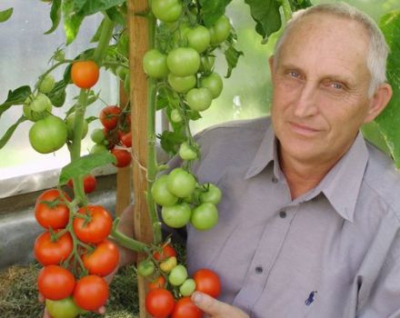 Description of the tomato variety Unique Kulchitsky, features of cultivation and care