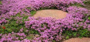 Growing and caring for creeping thyme outdoors