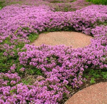 Berkembang dan menjaga thyme menjalar di luar rumah