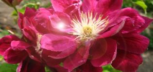 Descripció i subtileses de les varietats de clematis creixents Red Star