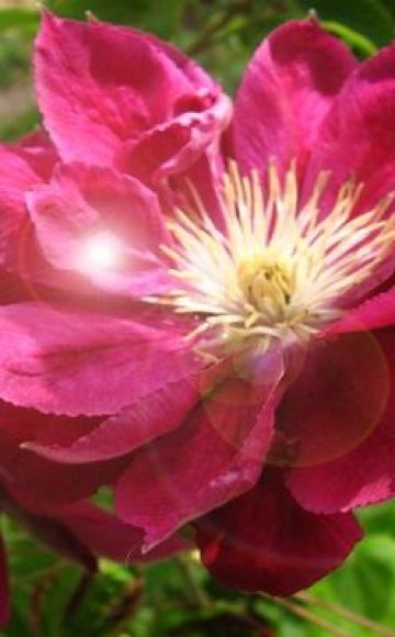 Description and subtleties of growing clematis varieties Red Star