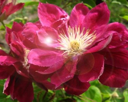 Description and subtleties of growing clematis varieties Red Star