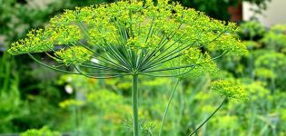 How to properly plant dill in open ground with seeds so that it sprouts quickly