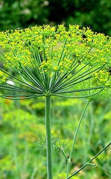 How to plant dill in open ground with seeds so that it sprouts quickly