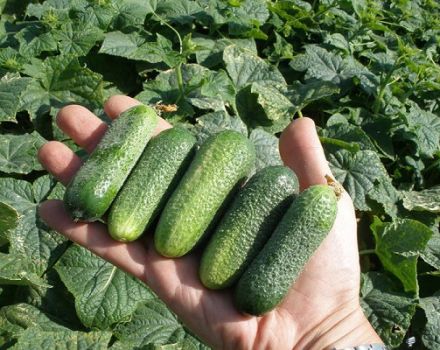 Description of the Moravian gherkin cucumber variety, features of cultivation and care