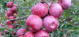 Description and characteristics of the Spartan apple variety, cultivation and care in the regions