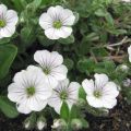 Description de 26 variétés et types de gypsophile vivace, règles de plantation et d'entretien