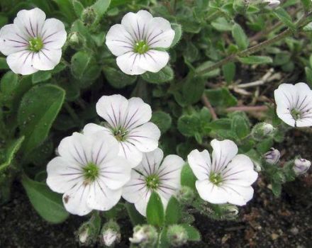 Descripción de 26 variedades y tipos de gypsophila perenne, reglas de plantación y cuidado.