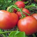 Description of the Yana tomato variety, cultivation features and yield