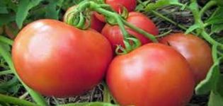 Description of the Yana tomato variety, cultivation features and yield