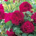 Description des 15 meilleures variétés de roses de pivoine, plantation et entretien en plein champ