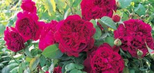 Description des 15 meilleures variétés de roses de pivoine, plantation et entretien en plein champ