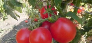 Description de la variété de tomate Zinulya et de ses caractéristiques