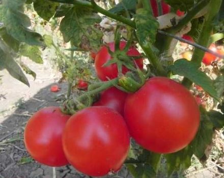 Descripción de la variedad de tomate Zinulya y sus características