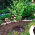 How to properly grow nectarine, variety selection, planting and care, breeding methods