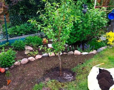 Cómo cultivar adecuadamente la nectarina, selección de variedades, plantación y cuidado, métodos de reproducción.