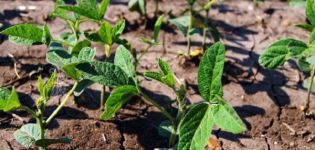 How to properly grow soybeans in the garden, especially care and fertilization, harvesting and storing crops