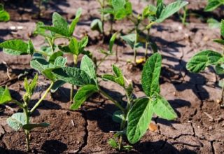 Cara menanam kacang soya dengan betul di kebun, terutama menjaga dan membaja, menuai dan menyimpan tanaman