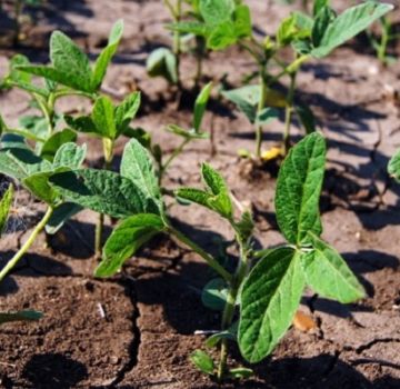 Hoe sojabonen op de juiste manier in de tuin te laten groeien, vooral zorg en bemesting, oogsten en opslaan van gewassen