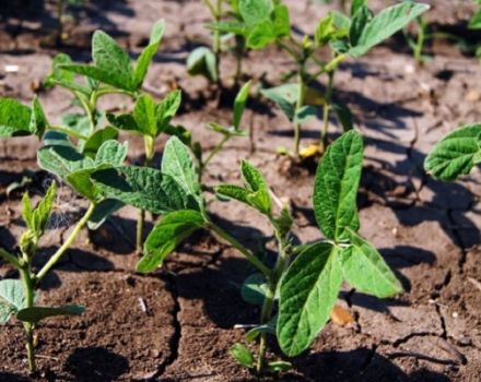 How to properly grow soybeans in the garden, especially care and fertilization, harvesting and storing crops