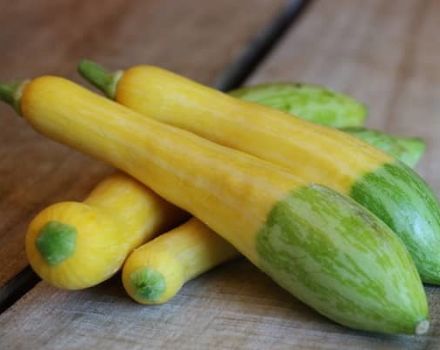 Description of the zucchini variety Delicate marshmallow, features of cultivation and care