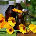 Propriétés médicinales et contre-indications du calendula, utilisation en médecine traditionnelle