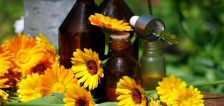 Medicinal properties and contraindications of calendula, use in traditional medicine