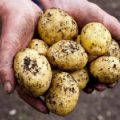 Description of the potato variety Latona, features of cultivation and yield