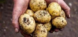 Description of the potato variety Latona, cultivation features and yield