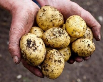 Descripción de la variedad de patata Latona, características de cultivo y rendimiento.