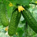 Description of the best varieties of Dutch cucumbers