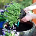 Plantar y cuidar lavanda en Siberia, reglas de cultivo y refugio para el invierno