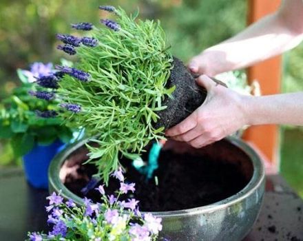 Plantar y cuidar lavanda en Siberia, reglas de cultivo y refugio para el invierno