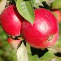 Description of the hybrid variety and subspecies of the Anise apple tree, pros and cons and growing rules