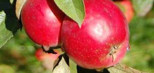 Description of the hybrid variety and subspecies of the Anise apple tree, pros and cons and growing rules