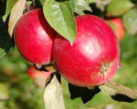 Description of the hybrid variety and subspecies of the Anise apple tree, pros and cons and growing rules