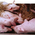 Symptoms and treatment of salmonellosis in pigs, measures for the prevention of paratyphoid fever